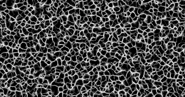 Screenshot of slime mold simulation