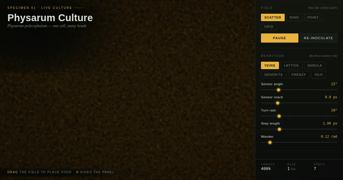 Screenshot of physarum culture